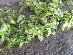 Ulva californica
