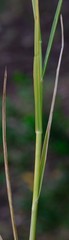 Diplachne fusca