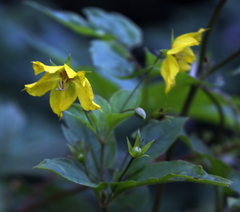 Lysimachia ciliata