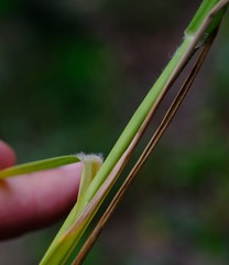 Diplachne fusca