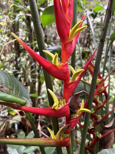 Image of Heliconia farinosa by (c) Patricia Fusinato, some rights reserved (CC BY)