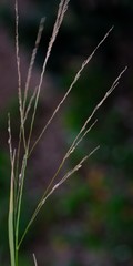 Diplachne fusca