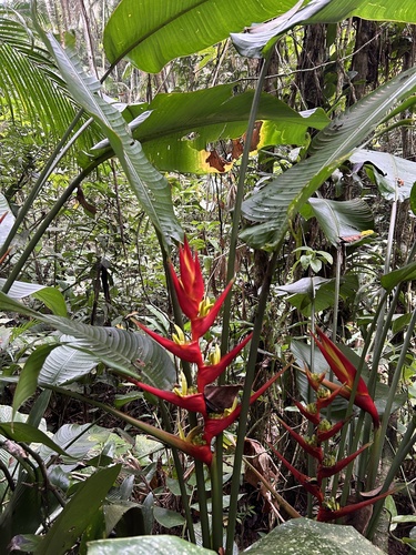 Image of Heliconia farinosa by (c) Patricia Fusinato, some rights reserved (CC BY)