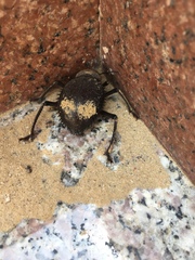 Prionotheca coronata