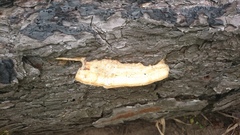 Dichomitus squalens