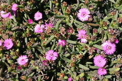 Ruschia rariflora