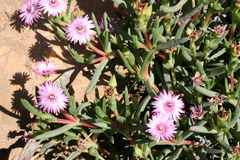 Ruschia rariflora