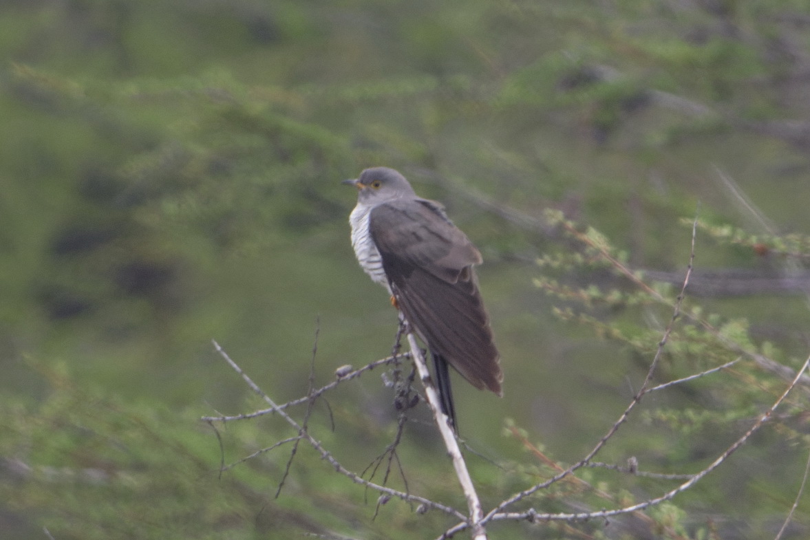Oriental Cuckoo