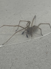 Cheiracanthium inclusum