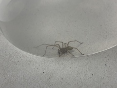 Cheiracanthium inclusum