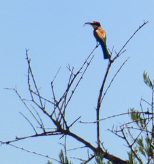 Merops apiaster