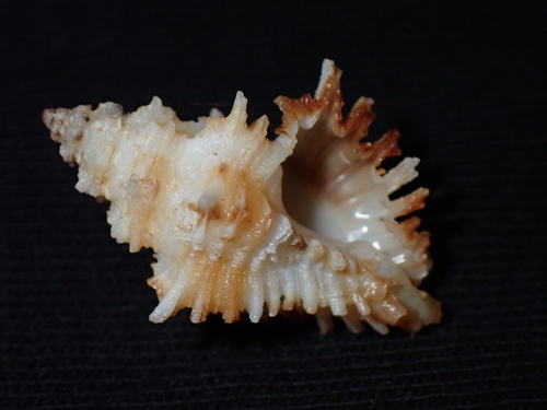 Murexiella lappa, 2024-09-20