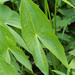 Sagittaria sagittifolia - Photo (c) tlit46, algunos derechos reservados (CC BY-NC), subido por tlit46