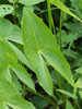 Sagittifolia Group - Photo (c) tlit46, some rights reserved (CC BY-NC), uploaded by tlit46