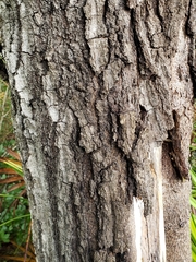 Quercus x walteriana