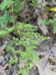 Lygodium palmatum