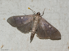 Herpetogramma sphingealis
