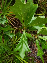 Quercus x walteriana
