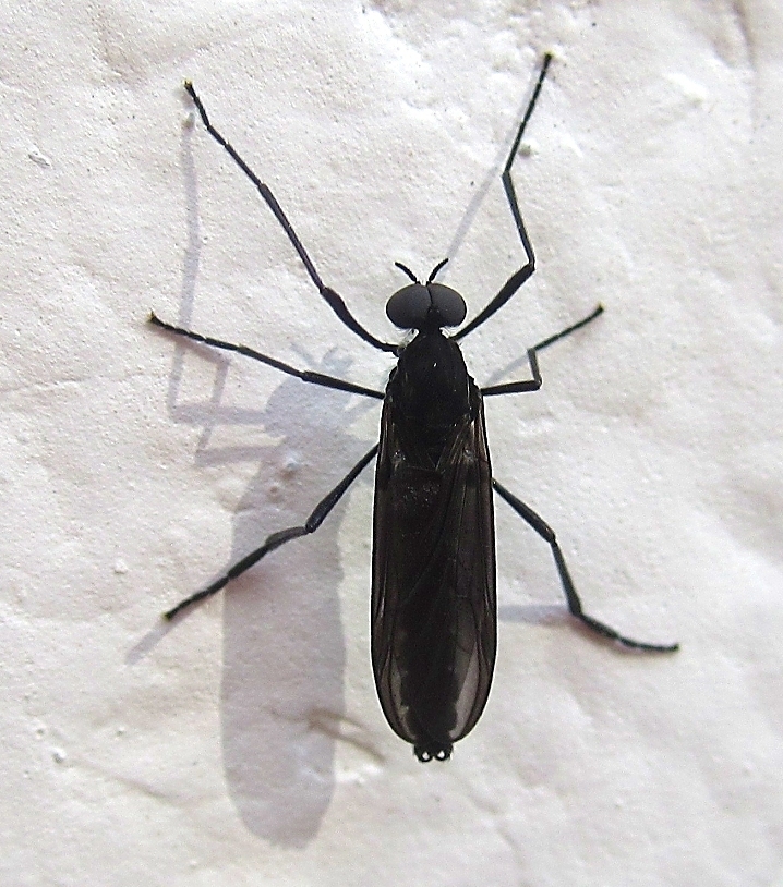 Penthetria