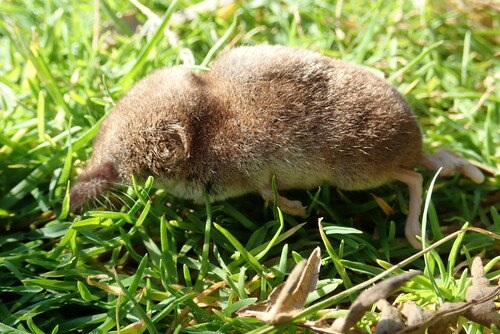 Eurasian Pygmy Shrew