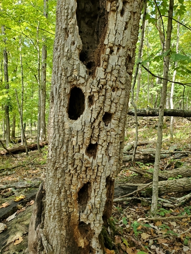 Pileated Woodpecker photographed in Kentucky