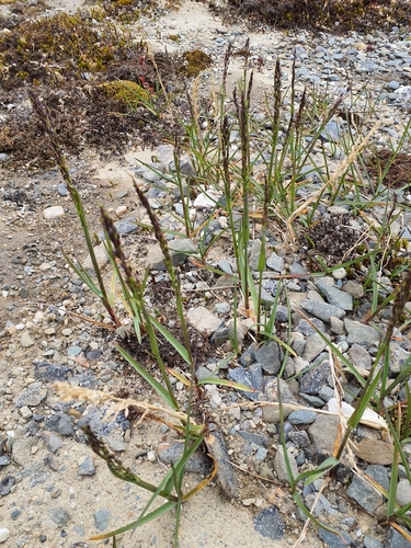 Poa alpigena, 2024-07-31