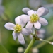 Nectandra coriacea - Photo (c) Bob Peterson, algunos derechos reservados (CC BY)