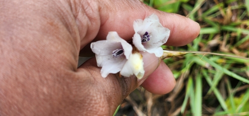 Image of Dierama igneum by (c) Suvarna Parbhoo Mohan, some rights reserved (CC BY-SA)