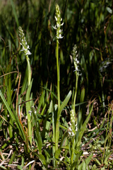 Platanthera dilatata leucostachys