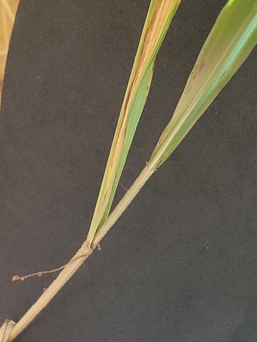 Image of Diarrhena americana by no rights reserved