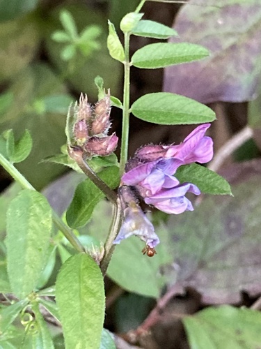 Vicia sepium iNat (2)
