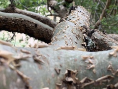 Burseraceae