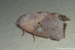 Pterogonia episcopalis