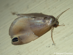 Cacyparis tenuipalpis