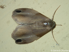 Cacyparis tenuipalpis