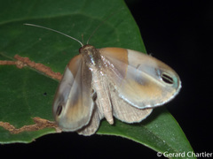 Cacyparis tenuipalpis