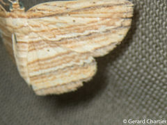 Drapetodes