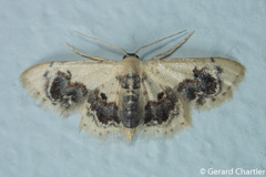 Idaea macrospila