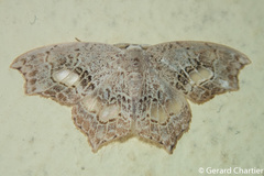 Hyalospectra altipustularia