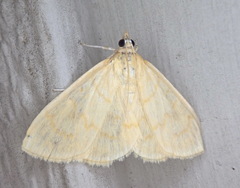 Ecpyrrhorrhoe puralis
