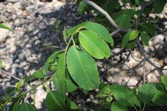 Sapium appendiculatum var. quinquelobum (Sapium appendiculatum)