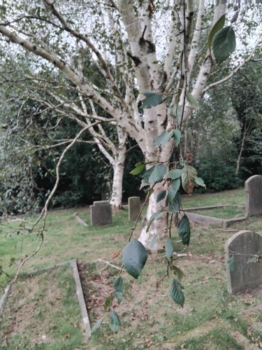 Image of Betula utilis by (c) Owen and Carol Fawcett., some rights reserved (CC BY)