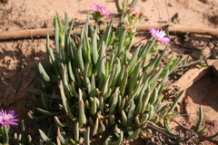 Ruschia diversifolia