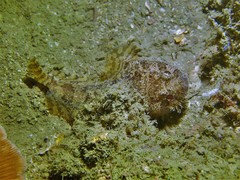 Batrachomoeus trispinosus