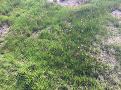 Primula jeffreyi
