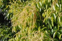 Castanopsis sieboldii