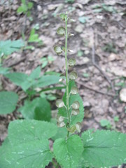 Scutellaria altissima
