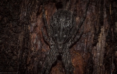 Tamopsis fickerti