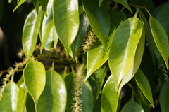 Castanopsis sieboldii