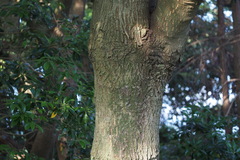 Castanopsis sieboldii